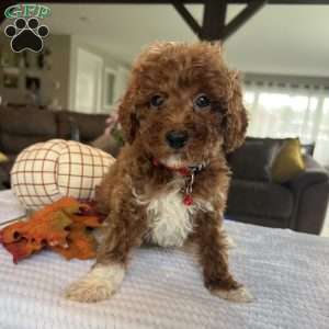 Archie, Mini Goldendoodle Puppy