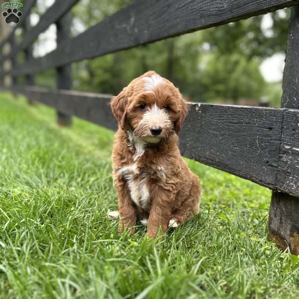 Bruno, Mini Goldendoodle Puppy