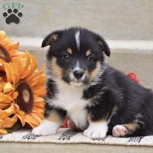 Toby, Pembroke Welsh Corgi Puppy
