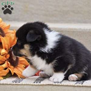 Toby, Pembroke Welsh Corgi Puppy