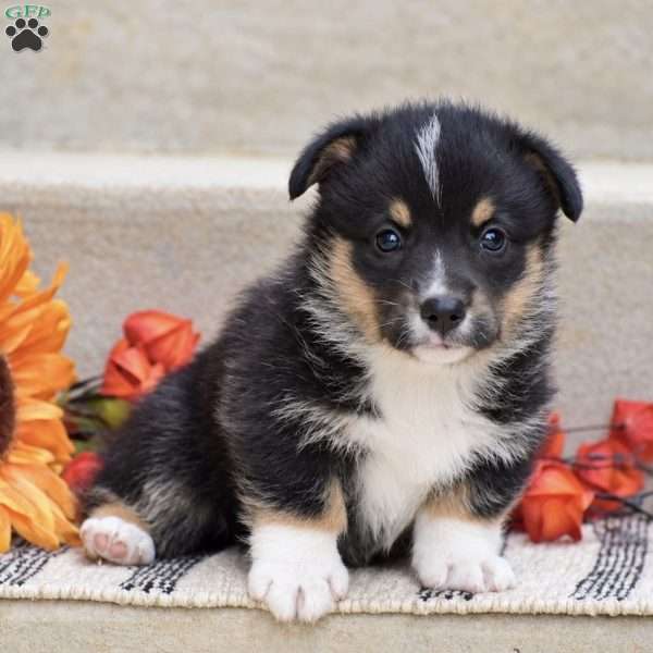 Toby, Pembroke Welsh Corgi Puppy