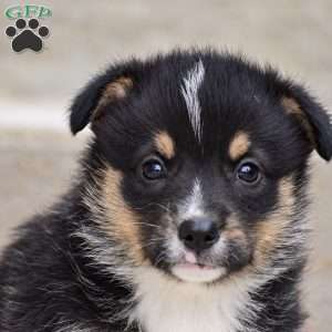 Toby, Pembroke Welsh Corgi Puppy