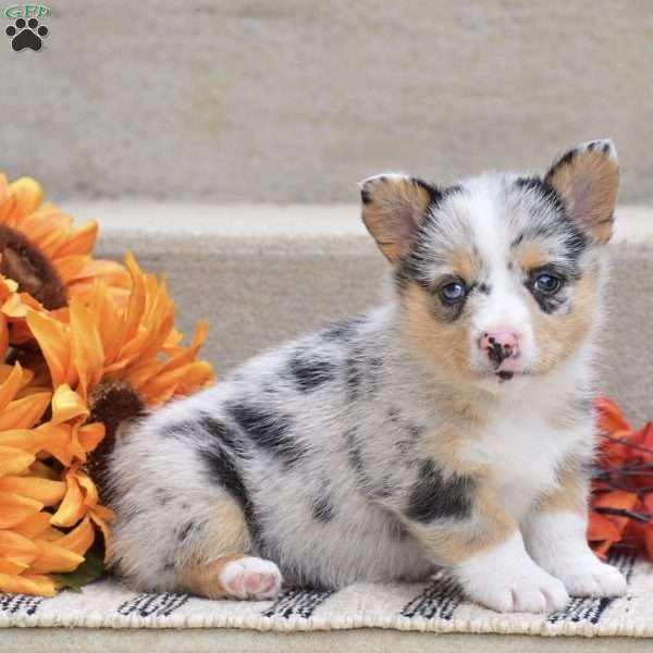 Taylor, Pembroke Welsh Corgi Puppy