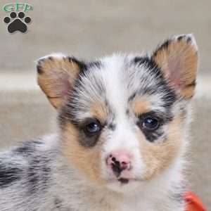 Taylor, Pembroke Welsh Corgi Puppy