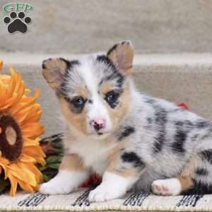 Taylor, Pembroke Welsh Corgi Puppy