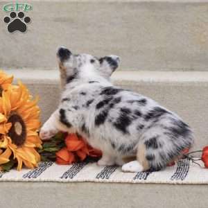 Taylor, Pembroke Welsh Corgi Puppy