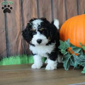 marshall, Mini Bernedoodle Puppy