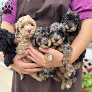 Duke, Miniature Poodle Puppy