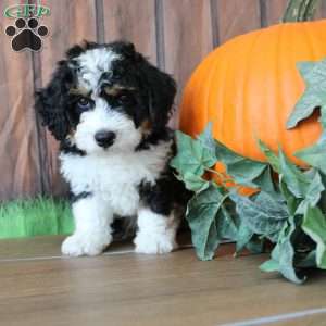 marshall, Mini Bernedoodle Puppy