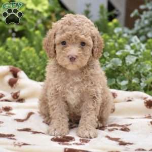 Duke, Miniature Poodle Puppy