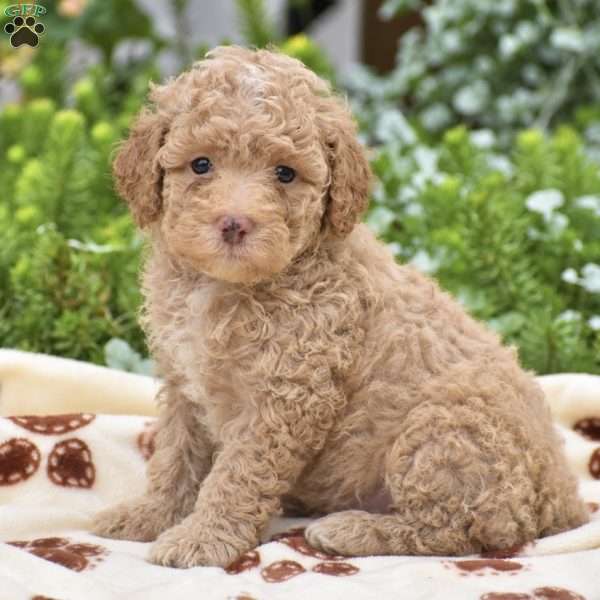 Duke, Miniature Poodle Puppy