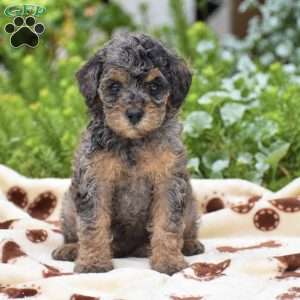 Daisy, Miniature Poodle Puppy