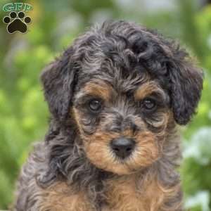 Daisy, Miniature Poodle Puppy