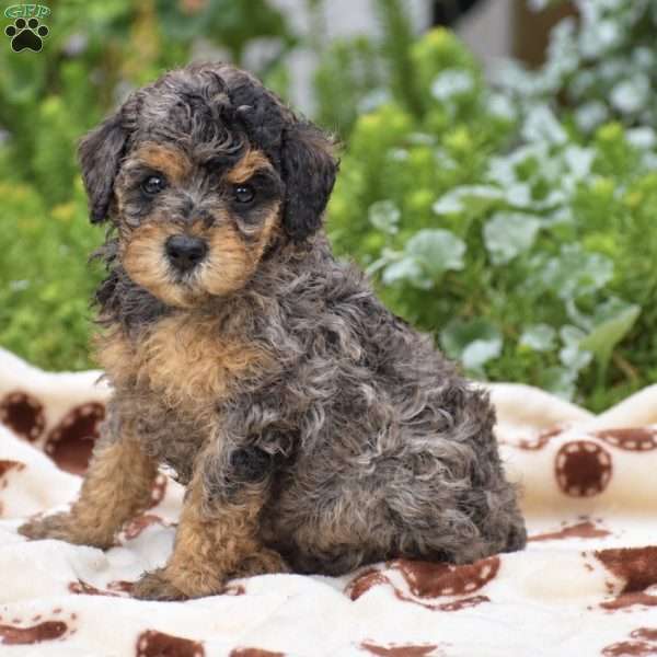 Daisy, Miniature Poodle Puppy