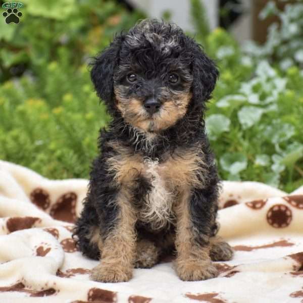 Dolly, Miniature Poodle Puppy
