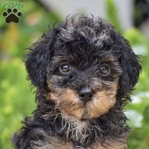 Dolly, Miniature Poodle Puppy