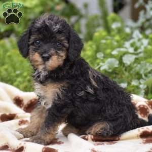 Dolly, Miniature Poodle Puppy