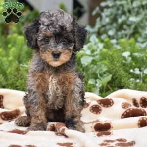 Deanna, Miniature Poodle Puppy