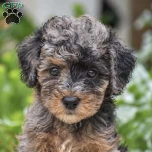 Deanna, Miniature Poodle Puppy