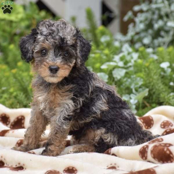 Deanna, Miniature Poodle Puppy