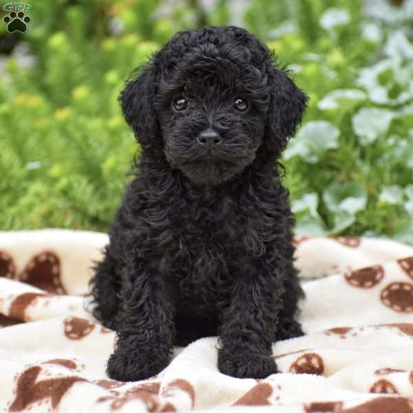 Destiny, Miniature Poodle Puppy