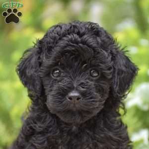 Destiny, Miniature Poodle Puppy