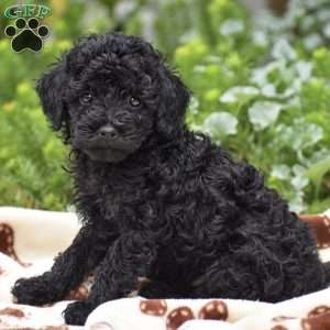 Destiny, Miniature Poodle Puppy