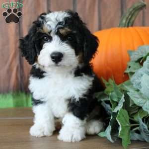 marshall, Mini Bernedoodle Puppy