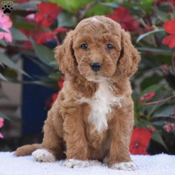 Annabelle – Mini F1BB, Mini Goldendoodle Puppy