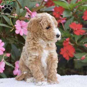 Austin – Mini F1BB, Mini Goldendoodle Puppy