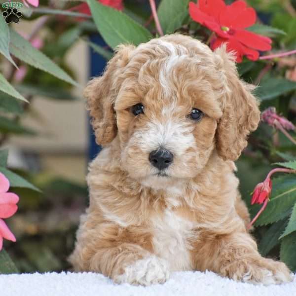 Austin – Mini F1BB, Mini Goldendoodle Puppy