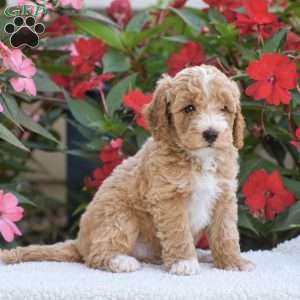 Austin – Mini F1BB, Mini Goldendoodle Puppy