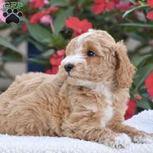 Austin – Mini F1BB, Mini Goldendoodle Puppy