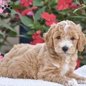 Austin – Mini F1BB, Mini Goldendoodle Puppy