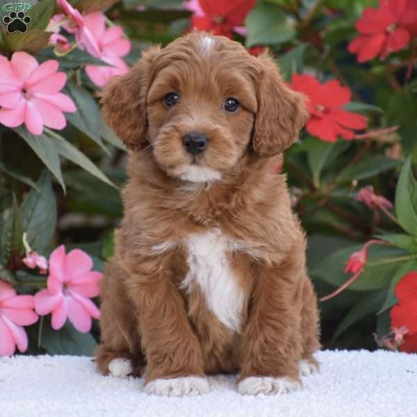 Alex – Mini F1BB, Mini Goldendoodle Puppy