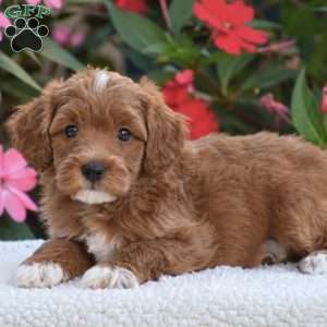 Alex – Mini F1BB, Mini Goldendoodle Puppy