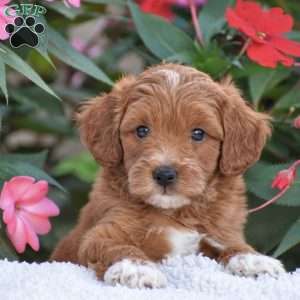 Alex – Mini F1BB, Mini Goldendoodle Puppy