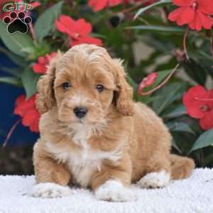 Amelia – Mini F1BB, Mini Goldendoodle Puppy