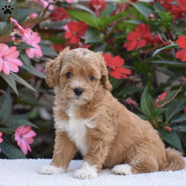 Amelia – Mini F1BB, Mini Goldendoodle Puppy