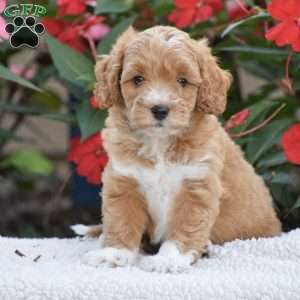 Amelia – Mini F1BB, Mini Goldendoodle Puppy