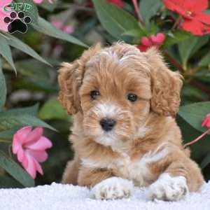 Amelia – Mini F1BB, Mini Goldendoodle Puppy