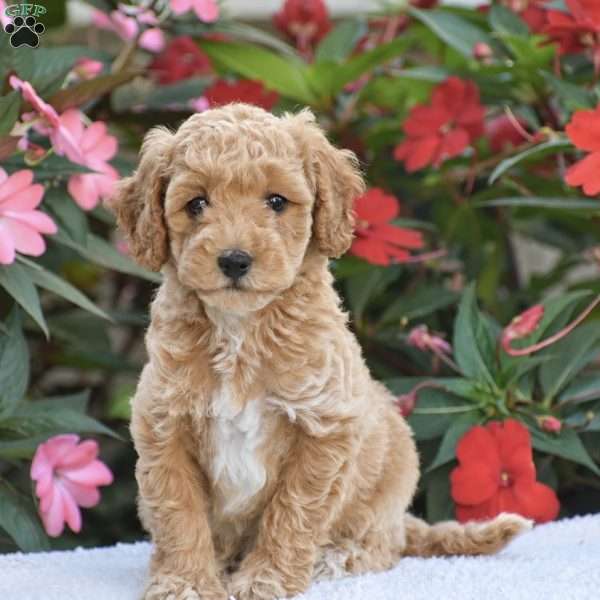 Abby – Mini F1BB, Mini Goldendoodle Puppy