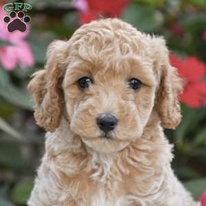 Abby – Mini F1BB, Mini Goldendoodle Puppy