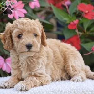 Abby – Mini F1BB, Mini Goldendoodle Puppy