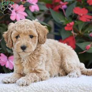 Abby – Mini F1BB, Mini Goldendoodle Puppy