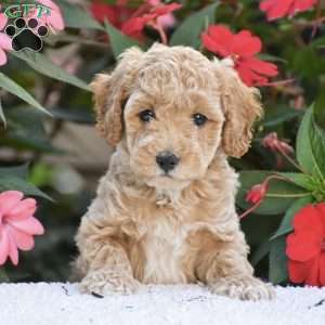 Abby – Mini F1BB, Mini Goldendoodle Puppy