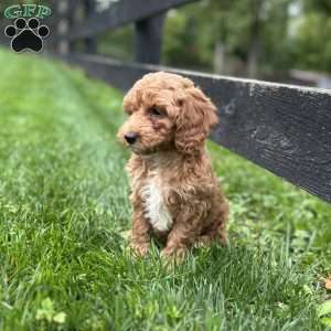 Snickers, Mini Goldendoodle Puppy
