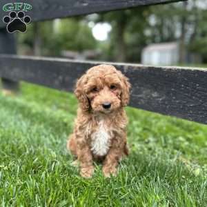 Snickers, Mini Goldendoodle Puppy