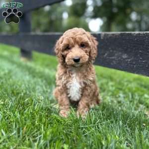 Snickers, Mini Goldendoodle Puppy