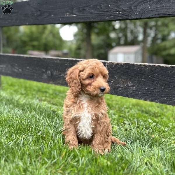 Snickers, Mini Goldendoodle Puppy